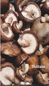 Mushrooms that Boost Immune Function